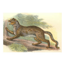 Marbled Cat posters by ZephyrusBooks Marbled Cat posters