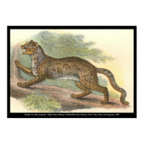 Marbled Cat posters by ZephyrusBooks Marbled Cat posters