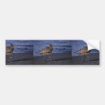 Marbled Godwit Bumper Stickers
