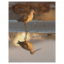 Marbled Godwit Flyer