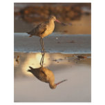 Marbled Godwit flyers