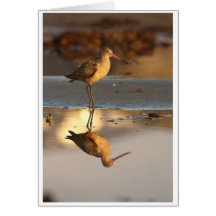 Marbled Godwit Greeting Cards