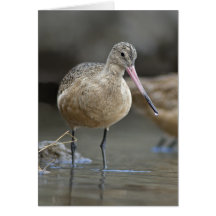 Marbled Godwit (Limosa fedoa) Cards