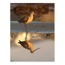 Marbled Godwit Post Card