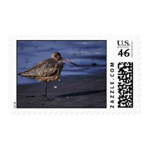 Marbled Godwit Postage