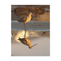 Marbled Godwit Post Card