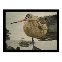 Marbled Godwit Postcard