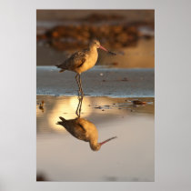 Marbled Godwit Poster