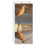 Marbled Godwit Custom Rack Card