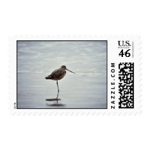 Marbled Godwit Stamp