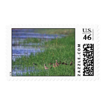 Marbled Godwits Stamp
