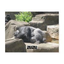 march7 927, ZuZu, ZuZu postcards