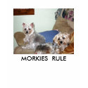 MARCH 18, 2008 009_edited, MORKIES  RULE t-shirts