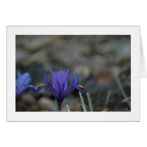 March Iris cards