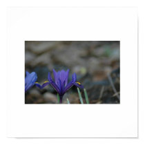 March Iris posters by tkrysak March Iris posters