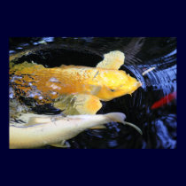 March Koi posters