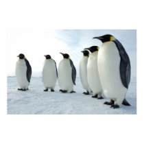March of the Penguins posters