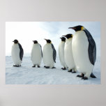 March of the Penguins Poster