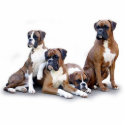 marcurt-boxers-2 photo sculptures by spineskateshop marcurt-boxers-2 photo sculptures