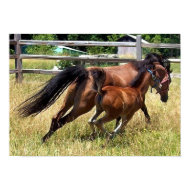 Mare and a foal Poster print