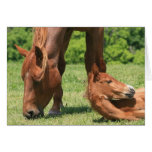 Mare and Colt Greeting Card