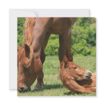 Mare and Colt Invitation