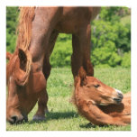 Mare and Colt Invitation