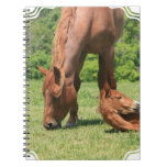 Mare and Colt Notebook