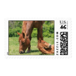 Mare and Colt Postage Stamp