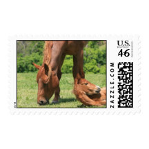 Mare and Colt Postage Stamp