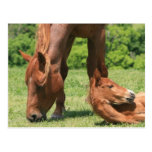 Mare and Colt Postcard