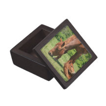 Mare and Colt Premium Gift Box