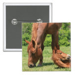 Mare and Colt Square Pin