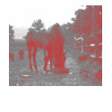 mare and foal crayon t-shirts