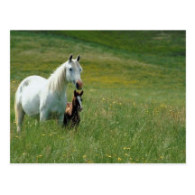 Mare and Foal in Tall Grass Postcard