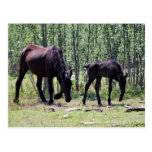Mare and foal perfectly in sync postcard