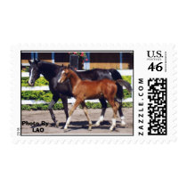 Mare and Foal postage