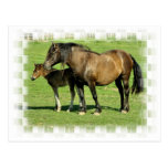 Mare and Foal Postcard