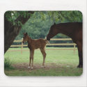 Mare and Foal Under Tree mousepads
