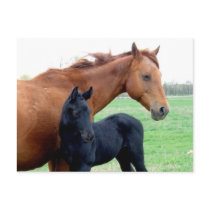Mare and Her Colt postcards by knotth Mare and Her Colt postcards