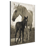 Mare & Colt canvas prints