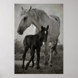 Mare & Colt Print posters