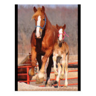 Mare & Filly Postcard