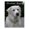 Maremma Sheepdog Poster posters by PremiumImpressions Maremma Sheepdog Poster posters