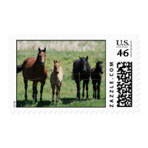 Mares & Foals Postage