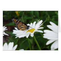 Margarita de la mariposa felicitaciones
