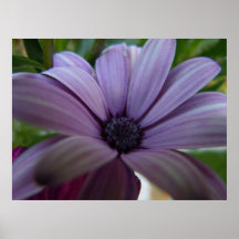 Margarita dulce de Lavendar Impresiones