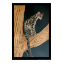 Margay (Leopardus weidii) posters