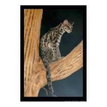 Margay (Leopardus weidii) posters