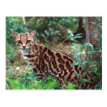 Margay, Leopardus wiedi, Native to Mexico into Post Card